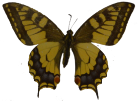 Papillon