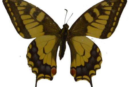 Papillon