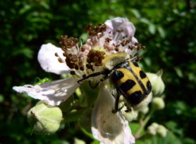 Trichie_Trichius sp