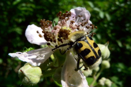 Trichie_Trichius sp