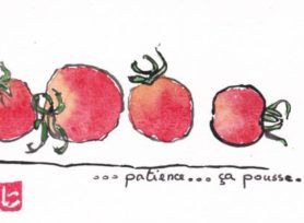Mini tomates
