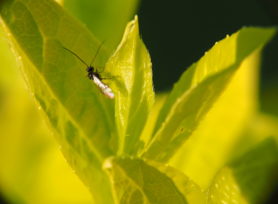 insecte sur fusain