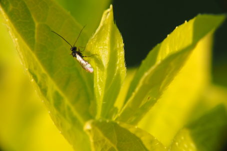 insecte sur fusain