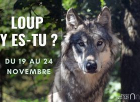 Loup y es-tu _