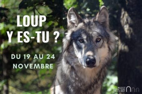Loup y es-tu _